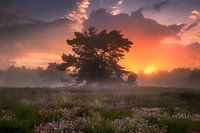A Dreamy Evening