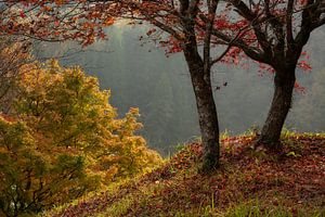 Schönes Licht und Herbstfarben im Yujaku-Park