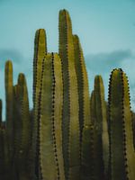 Cactus dans la lumière du soir