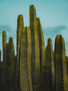 Cactus dans la lumière du soir
