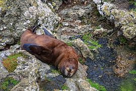 Fur seal on rocks