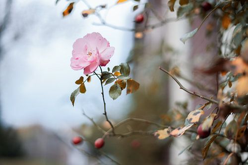 La floraison en hiver