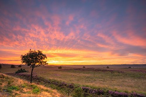 Asselse Heide