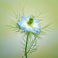 Miss-in-the-Green