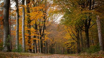 Herbst in der Veluwe (Herbstfarben im Speulderbos) von Esther Wagensveld