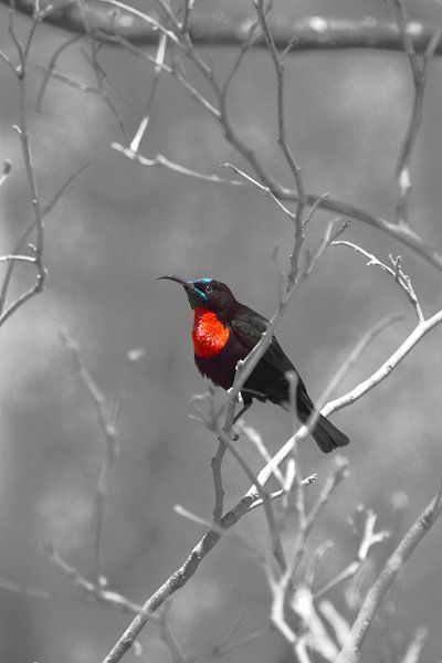 Bird, Tanzania, Africa by Marco van Beek