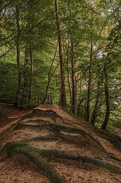 Les belles lignes de carottes dans la belle forêt. forêt sur Robby's fotografie