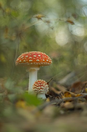 Paddenstoel, vliegenzwam (Amanita muscaria)