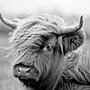 Scottish Highlander Calf In Black and White by Diana van Tankeren