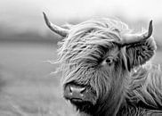 Veau écossais Highlander en noir et blanc par Diana van Tankeren Aperçu