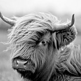 Scottish Highlander Calf In Black and White by Diana van Tankeren