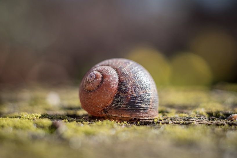 Verlaten slakkenhuis von Inge Heeringa