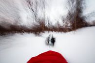 Husky sled through snowy forest by Martijn Smeets thumbnail