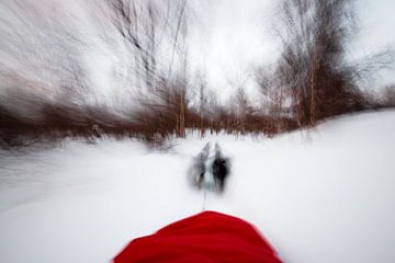 Husky sled through snowy forest