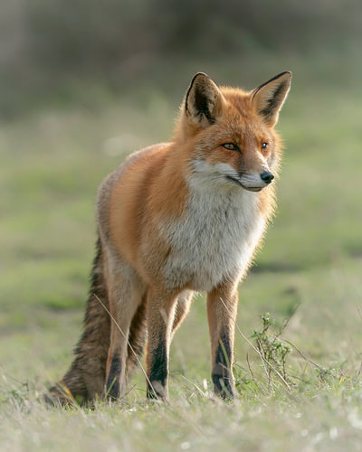 Fox is on the lookout.