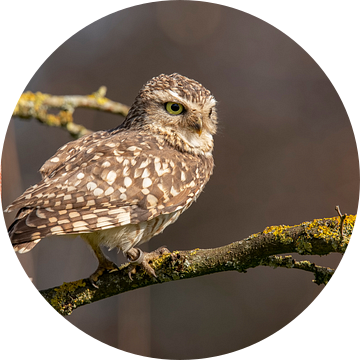 Steenuil, (Athene noctua) van Gert Hilbink