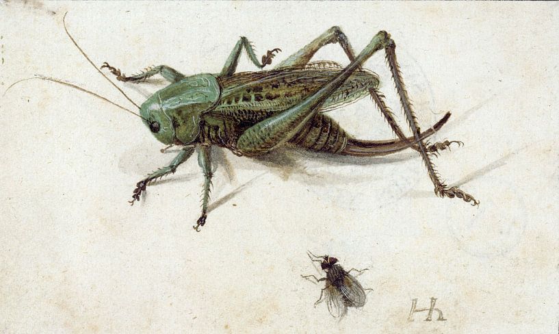 Ein Grashüpfer, unter dem eine Fliege, Hans Hoffmann von Meisterhafte Meister