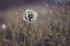fluff in the wet grass by Tania Perneel
