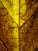 Goude herfst
