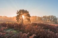 Lever de soleil radieux sur Brunssummerheide par John van de Gazelle fotografie Aperçu