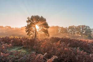 Lever de soleil radieux sur Brunssummerheide