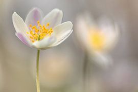 Wood anemone repeat by Andy Luberti