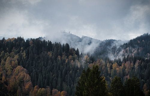 Forêt couverte de nuages