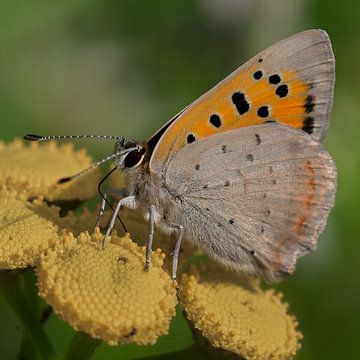 Magnifique papillon sur Inkhere Art