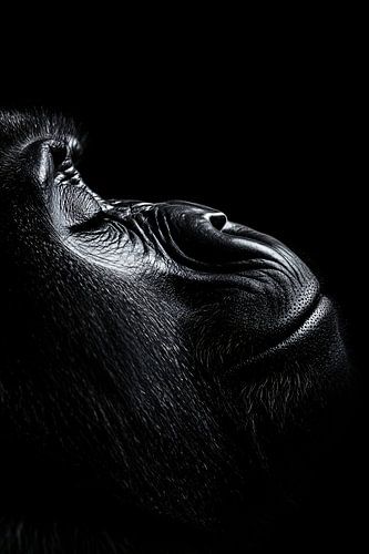 Zwart-wit gorilla portret