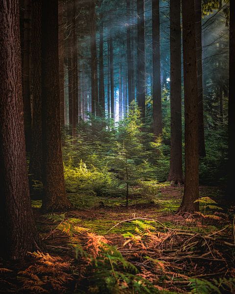 Bright sunlight through trees in pine forest. by Fotografiecor .nl