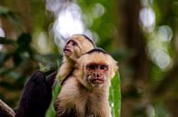 Monkeys in Costa Rica by Jorick van Gorp thumbnail
