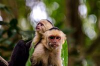 Moeder en Baby Kapucijnapen in de Tropen, Costa Rica