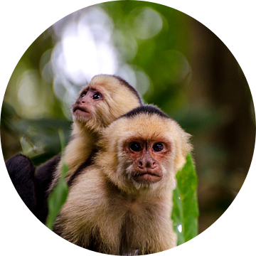 Kapucijnapen in Costa Rica van Jorick van Gorp