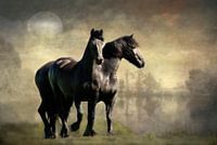 Friese paarden