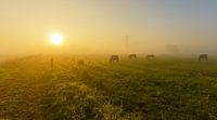 Paarden in mistig landschap van Remco Van Daalen thumbnail