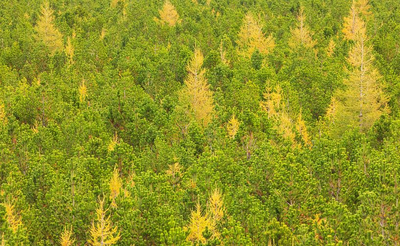 Trees in autumn Iceland by Marcel Kerdijk