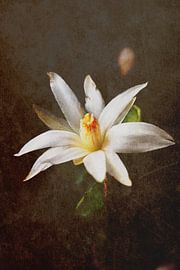 Christmas cactus bloom2 by Roswitha Lorz