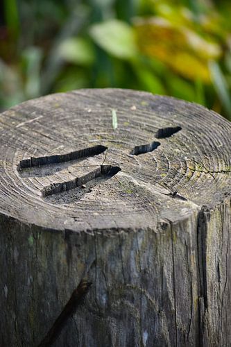 Fußabdruck eines in Holz gestochenen Hirsches