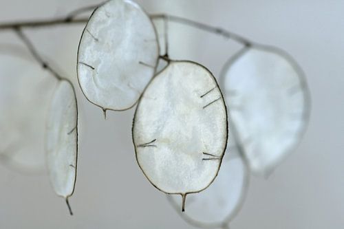 Silverish by Carla Mesken-Dijkhoff