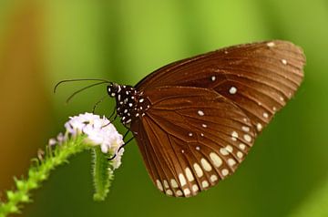 Bruine vlinder
