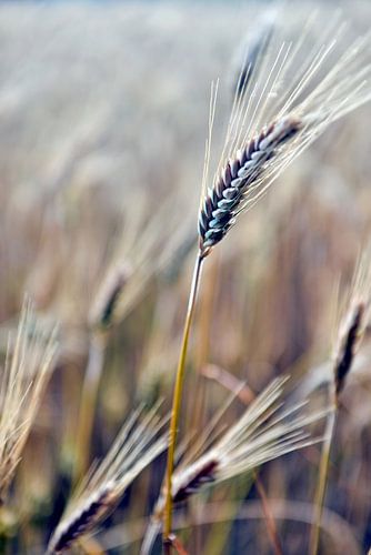 Gerstaren in een zomers graanveld