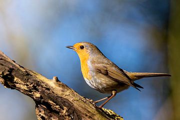 robin by bryan van willigen