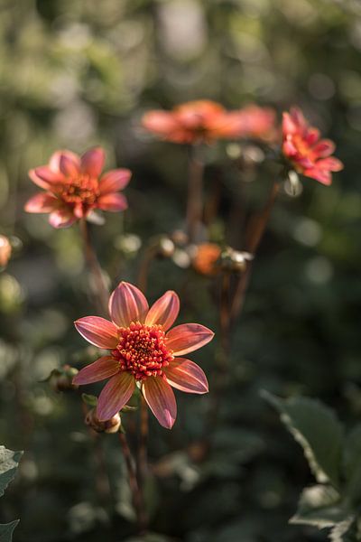 Dahlien von Mayra Fotografie