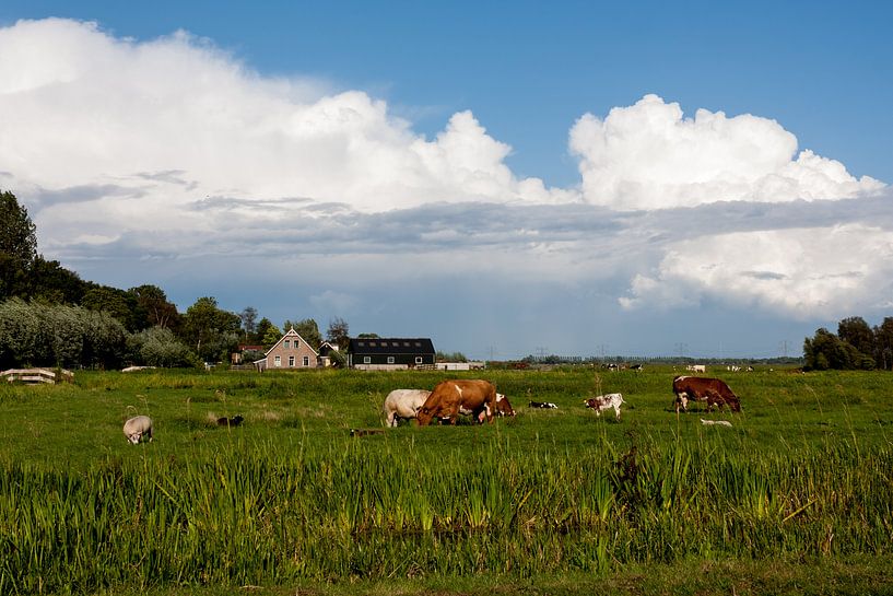 Grazende koeien onder een Hollandse lucht by Stephan Neven