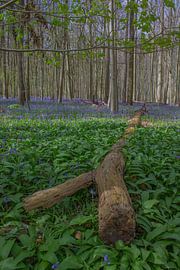 Tronc d'arbre du silence sur NatureFrameByExter