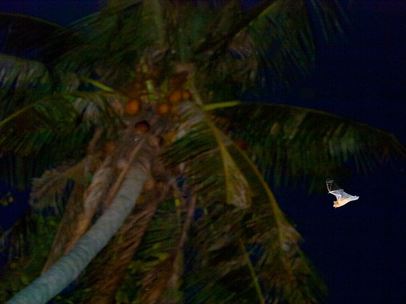 vleermuis in de nacht von kees luiten