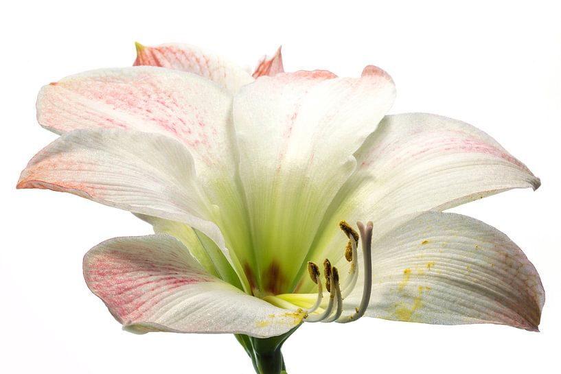 Amaryllis met een witte achtergrond van Carola Schellekens