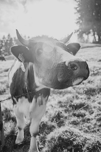Schattige koeien in de Allgäu in zwart-wit