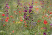 Field flowers