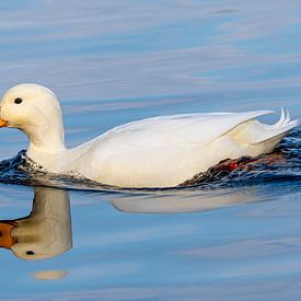 Canard sur Michael Roubos